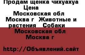 Продам щенка чихуахуа › Цена ­ 12 000 - Московская обл., Москва г. Животные и растения » Собаки   . Московская обл.,Москва г.